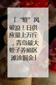 “蛏”风破浪！日供应量上万斤，青岛最大蛏子养殖区滩涂掘金