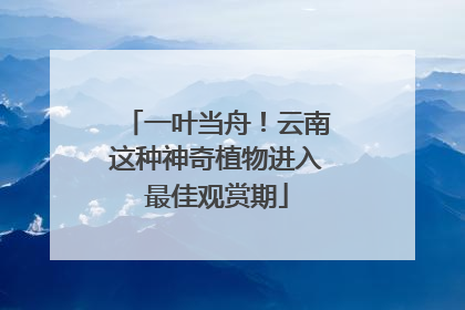 一叶当舟！云南这种神奇植物进入最佳观赏期