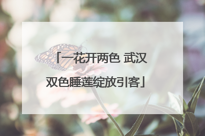 一花开两色 武汉双色睡莲绽放引客