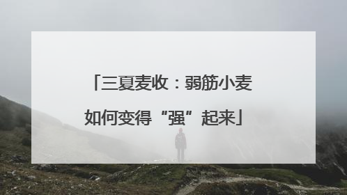 三夏麦收：弱筋小麦如何变得“强”起来