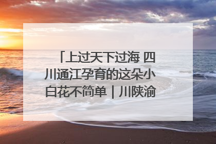 上过天下过海 四川通江孕育的这朵小白花不简单｜川陕渝网络名人巴中行