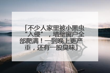 不少人家里被小黑虫“入侵”，墙壁窗户全部爬满！一到晚上更严重，还有一股臭味