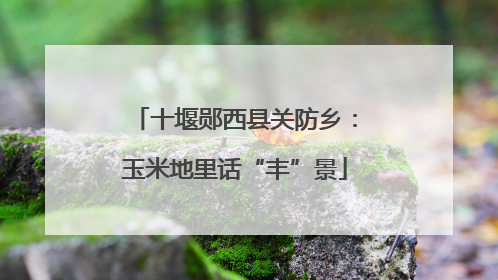 十堰郧西县关防乡：玉米地里话“丰”景
