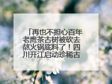 再也不担心百年老鹰茶古树被砍去熬火锅底料了！四川开江启动珍稀古茶树专项保护