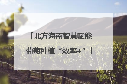 北方海南智慧赋能：葡萄种植“效率+”