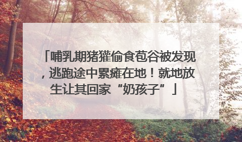 哺乳期猪獾偷食苞谷被发现，逃跑途中累瘫在地！就地放生让其回家“奶孩子”