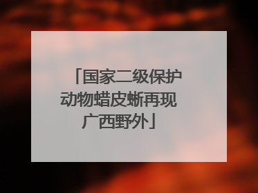 国家二级保护动物蜡皮蜥再现广西野外