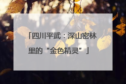 四川平武：深山密林里的“金色精灵”