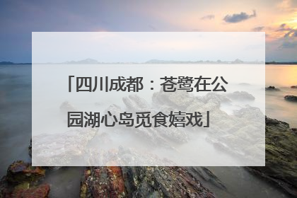 四川成都：苍鹭在公园湖心岛觅食嬉戏