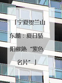 宁夏贺兰山东麓：夏日骄阳催熟“紫色名片”