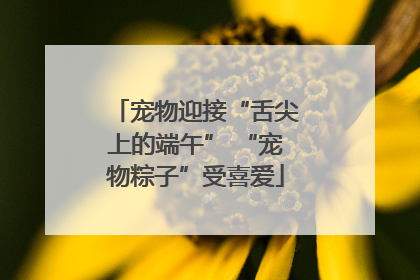 宠物迎接“舌尖上的端午” “宠物粽子”受喜爱