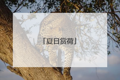 夏日赏荷