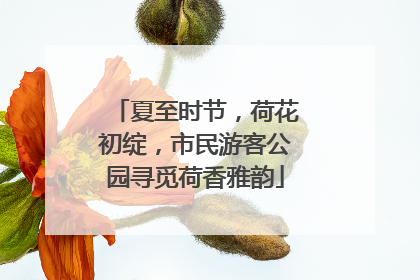 夏至时节，荷花初绽，市民游客公园寻觅荷香雅韵