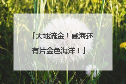 大地流金！威海还有片金色海洋！