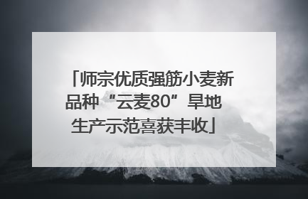 师宗优质强筋小麦新品种“云麦80”旱地生产示范喜获丰收