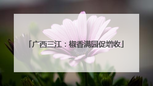 广西三江：椒香满园促增收