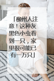柳州人注意！这种灰黑色小虫看到一只，家里很可能已有一万只
