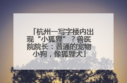 杭州一写字楼内出现“小狐狸”？兽医院院长：普通的宠物小狗，像狐狸犬