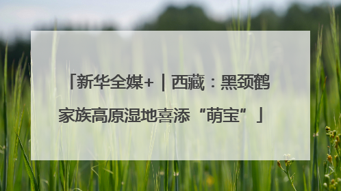 新华全媒+｜西藏：黑颈鹤家族高原湿地喜添“萌宝”