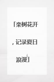 栾树花开，记录夏日浪漫