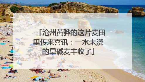 沧州黄骅的这片麦田里传来喜讯:一水未浇的旱碱麦丰收了
