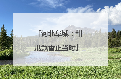 河北阜城：甜瓜飘香正当时