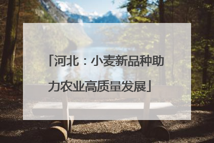 河北：小麦新品种助力农业高质量发展