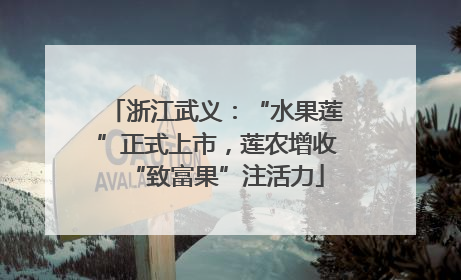 浙江武义：“水果莲”正式上市，莲农增收“致富果”注活力