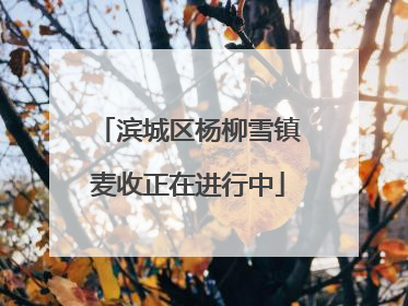 滨城区杨柳雪镇麦收正在进行中