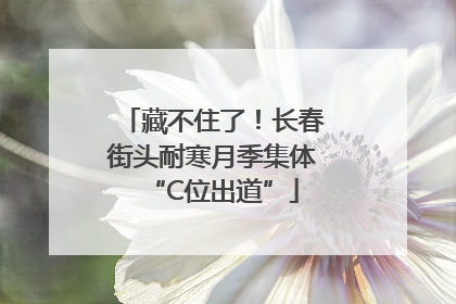 藏不住了！长春街头耐寒月季集体“C位出道”