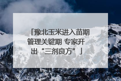 豫北玉米进入苗期管理关键期 专家开出“三剂良方”