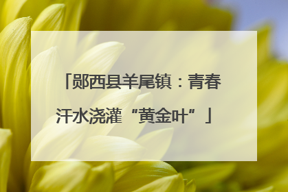 郧西县羊尾镇：青春汗水浇灌“黄金叶”