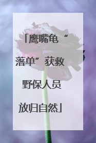 鹰嘴龟“落单”获救 野保人员放归自然