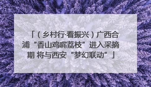 （乡村行·看振兴）广西合浦“香山鸡嘴荔枝”进入采摘期 将与西安“梦幻联动”