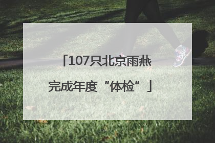107只北京雨燕完成年度“体检”