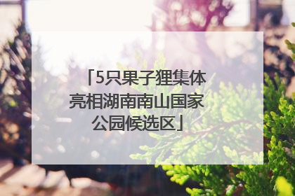 5只果子狸集体亮相湖南南山国家公园候选区